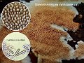 Steccherinum ochraceum-amf911-1